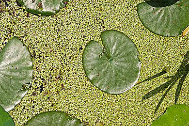 向星辰大海进发！《晃晃人生》将于9月19日发售1.0正式版